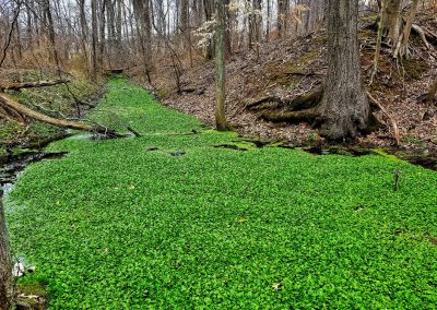 19. The Lake Of Luck